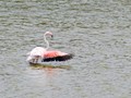 A flamingo stretching his wings.
