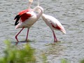 Two flamingos sharing a flamingo embrace. The first time I saw these in the wild.