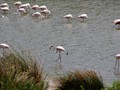 Huge flocks of flamingos were congregating in the ponds near the VC.