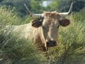 A free ranging cow along the narrow backcountry roads around Prado Negro.