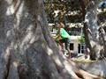 Climbing trees at the city park along Calle Muralla del mar.
