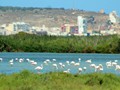 There are flamingos roadside near San Pedro Pinatar.