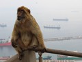 The Barbary macaque is the only wild ape of Europe. They've been here since at least the 17th century.