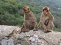 A couple of macaques scoping out the bags of passers-by. 