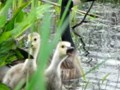 The goslings were carefree as their parents kept a lookout and a sharp eye on us.