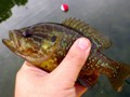 The smallmouth bass starting biting as the cold front weakened.