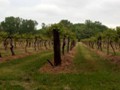 As we passed the Berrien County line, the woods and dairy farms gave way to vineyards.