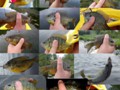 Each of these was a different non-world record breaking bluegill, crappie, or smalmouth.