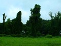 Kudzu covered trees along the road near Dyersburg, TN.