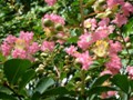 Crape Myrtle at the Hermitage.