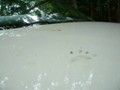A racoon attacked our car in the night at Meeman Shelby.