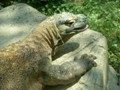 A real live Komodo dragon in Memphis' zoo.