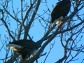 Two huge eagles perched above our heads in Bellevue, snacking on perch.