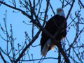 A great shot of a Bellevue, Iowa, bald eagle.