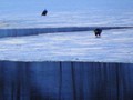 At Sabula island's southern point, we found a bunch of eagles sitting on the ice.