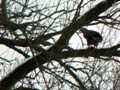 Our first eagle was a juvenile munching on fish in a tree in Mississippi Palisades SP near Savanna, IL.