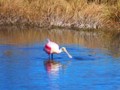 Anothe rbeautiful roseate spoonbill spotted on East Gator Road.