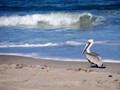 A brown pelican rests on Playa Linda.