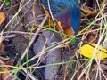 A colorful little heron in the weeds.