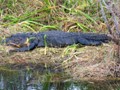 An alligator basking in the southern Florida sun.