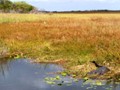 A typical Everglades scene.