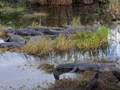 A wonderful pile of gators on the Anhinga Trail.
