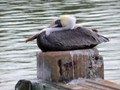 Pelican resting at the dock at Flamingo.