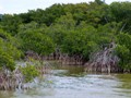 Mangroves line the shore of a large saltwater marsh in the Glades.