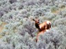 An elk cow in the sage above our camp near Mammoth.