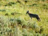 We spotted this hunting coyote in the Hayden Valley.