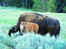 This Hayden Valley calf can feel safe with mother. Even bears avoid messing with cows.