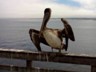 One of the motley brown pelicans at the Monterey docks.