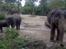 The little elephants in St. Louis Zoo.