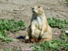 A prairie dog enjoying the morning sun in one of the huge dog cities in the Badlands.