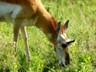 A pronghorn spotted in Custer SP, SD.