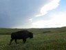 A Custer bison cow looking for shelter from the coming storm.