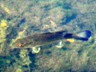Non-descript Custer SP fish.
