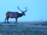 After the sun set, the TRNP elk came out; but the low light made them ahrd to photograph.