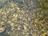 A pool thick with of trout at the Spearfish Fish Hatchery.