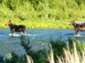 We saw these moose in Gros Ventre River, east of Blacktail Butte.