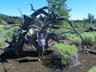 A twisted tree in the Devil's Garden in Craters NP.