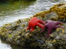 Some colorful starfish during low tide at Cannon Beach.