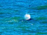 Just south of Depoe Bay, we spotted a couple spouts just off the coast.