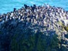 A common mure colony off Yaquina Head's coast.