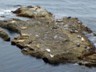This flat rock was a safe place for harbor seals to sun themselves during the day.