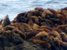 We needed the telephoto lens to capture the sea lions that give Lobos its name.