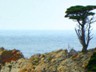 A lone cypress, the kind which are famous trademarks of this area.