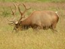 Roosevelt elk grazing in a northern Claifornia fields.