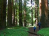 A hike into the woods at Humboldt Redwoods State Park.