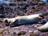 A seal resting at MacKerricher SP.